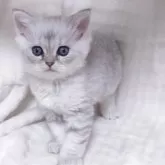 ミヌエット(長足)【愛知県・女の子・2025年10月28日・ブルーパッチドタビー】の写真2