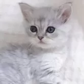 ミヌエット(長足)【愛知県・女の子・2025年10月28日・ブルーパッチドタビー】の写真3