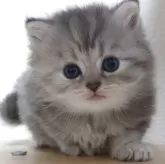 マンチカン(長足)【愛知県・女の子・2025年6月30日・ブルーパッチドタビー】の写真3