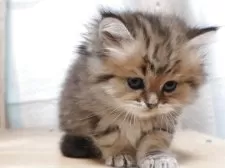 ペルシャ(チンチラ)【愛知県・男の子・2025年9月22日・チンチラゴールデン】の写真3