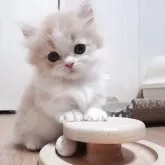 ミヌエット(短足)【愛知県・男の子・2025年3月29日・クリームホワイト】の写真4