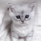 ミヌエット(長足)【愛知県・女の子・2025年10月28日・ブルーパッチドタビー】の写真4