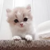 ミヌエット(短足)【愛知県・男の子・2025年3月29日・クリームホワイト】の写真5