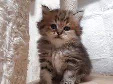 ペルシャ(チンチラ)【愛知県・男の子・2025年9月22日・チンチラゴールデン】の写真5