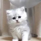 ミヌエット(長足)【愛知県・男の子・2025年9月2日・チンチラシルバー】の写真4