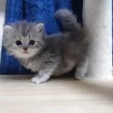 マンチカン(長足)【愛知県・女の子・2025年6月30日・ブルーパッチドタビー】の写真6