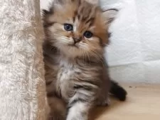 ペルシャ(チンチラ)【愛知県・男の子・2025年9月22日・チンチラゴールデン】の写真6