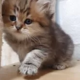 ペルシャ(チンチラ)【愛知県・男の子・2025年9月22日・チンチラゴールデン】の写真7