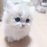 ミヌエット(短足)【愛知県・男の子・2025年3月29日・クリームホワイト】の写真8