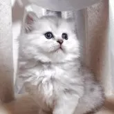 ミヌエット(長足)【愛知県・男の子・2025年9月2日・チンチラシルバー】の写真7