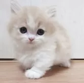 ミヌエット(短足)【愛知県・男の子・2025年3月29日・クリームホワイト】の写真9