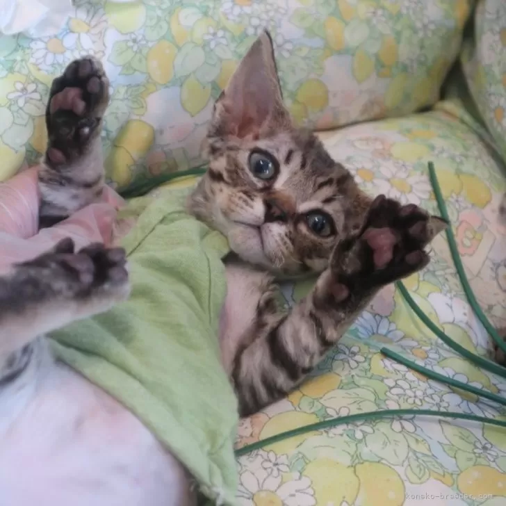 ID：2406-01579の子猫