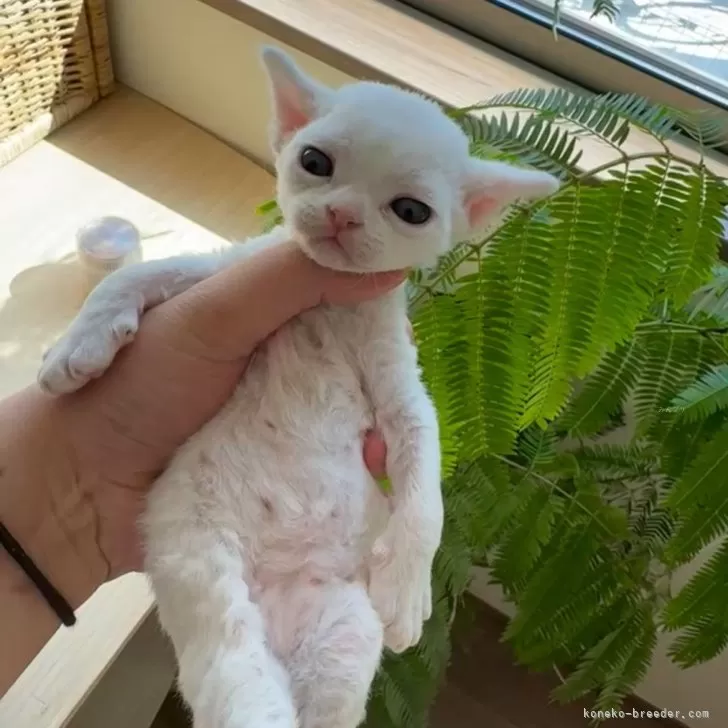 ID:2409-00125の子猫
