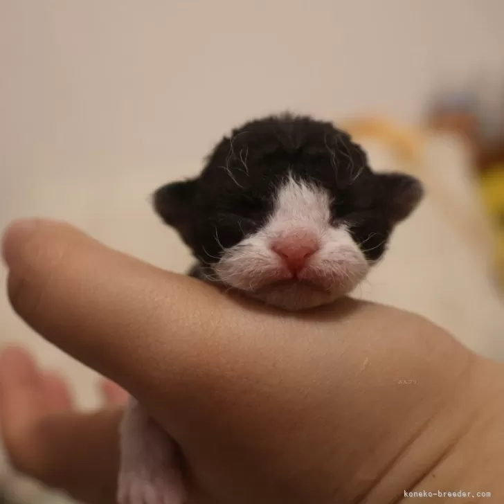 ID:2406-01584の子猫