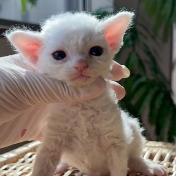 デボンレックス【千葉県・男の子・2024年7月31日・ホワイト】の写真「天真爛漫であり、見ているだけで心が温かくなる子」