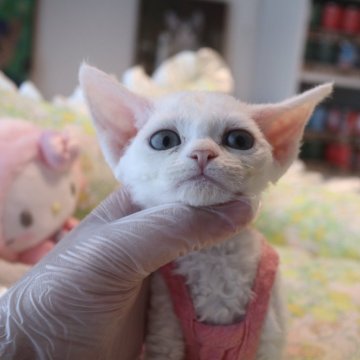 デボンレックス【千葉県・女の子・2024年3月27日・ホワイト（巻毛）】の写真「お姫様✨」