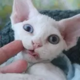 デボンレックス【千葉県・女の子・2024年3月27日・ホワイト】の写真1