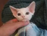 デボンレックス【千葉県・女の子・2024年3月27日・ホワイト】の写真2