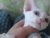 デボンレックス【千葉県・女の子・2024年3月27日・ホワイト】の写真3