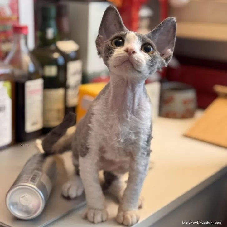 デボンレックス【千葉県・男の子・2025年8月15日・ブルー&amp;ホワイト】の写真1