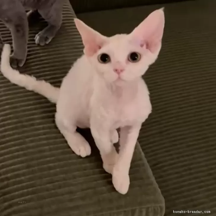 ID:2507-03375の子猫