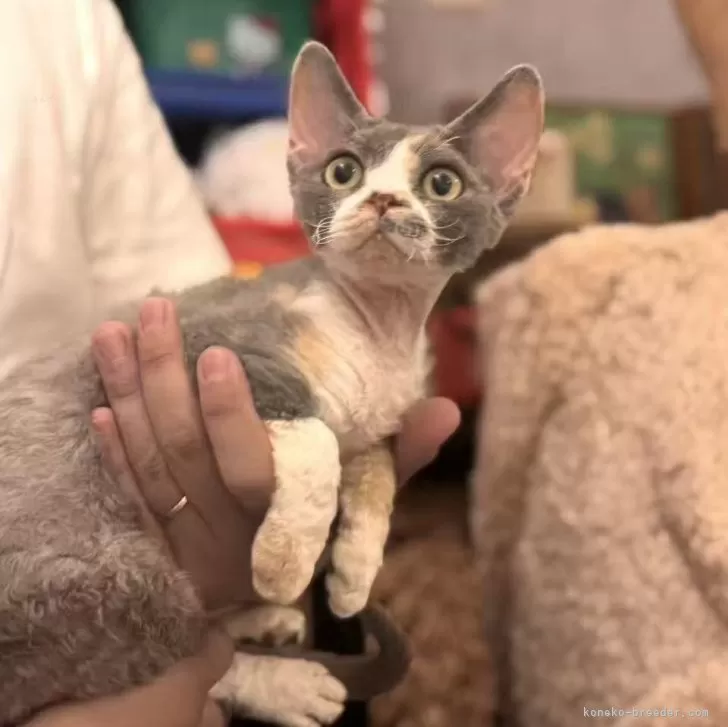 ID：2511-00594の子猫