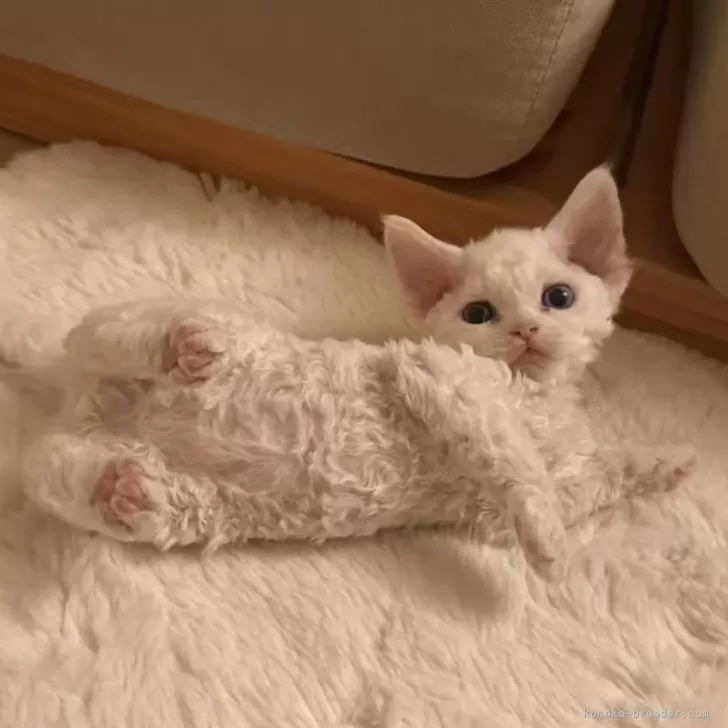 ID：2604-02289の子猫