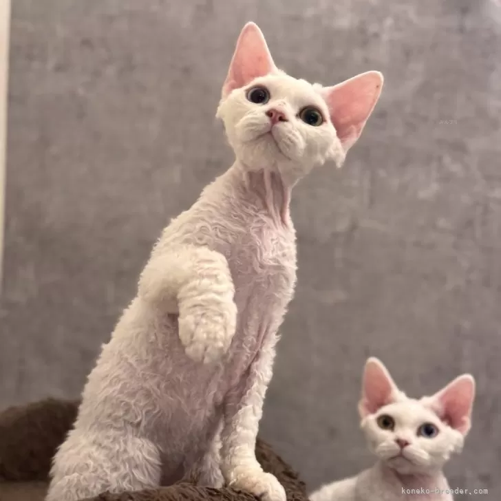 デボンレックス【千葉県・男の子・2025年7月5日・ホワイト】の写真1