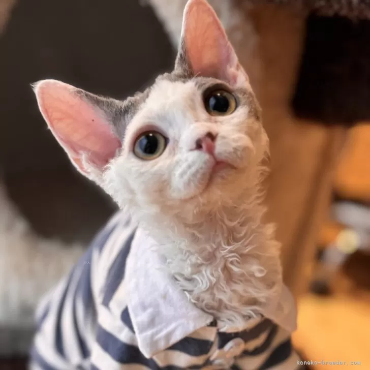 ID：2507-00849の子猫
