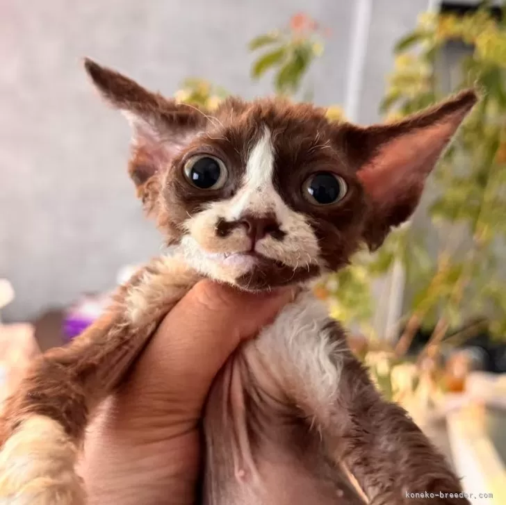 ID：2506-02913の子猫