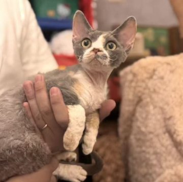 デボンレックス【千葉県・女の子・2025年5月3日・三毛（巻毛）】の写真「人懐っこく甘えん坊、好奇心旺盛で静か、家庭向きです」