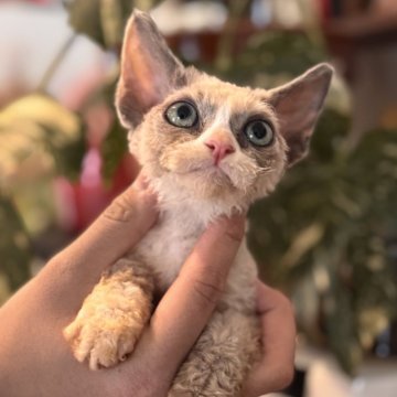 デボンレックス【千葉県・女の子・2025年11月25日・三毛（巻毛）】の写真「人懐っこく甘えん坊、好奇心旺盛で静か、家庭向きです」