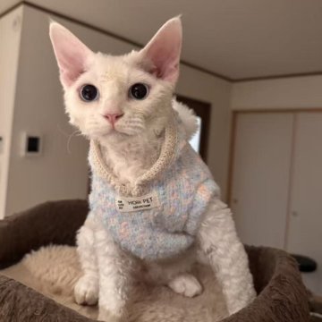 デボンレックス【千葉県・男の子・2025年7月5日・ホワイト（巻毛）】の写真「人懐っこく甘えん坊、好奇心旺盛で静か、家庭向きです」