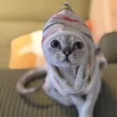 デボンレックス