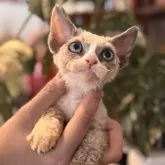 デボンレックス