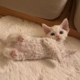 デボンレックス