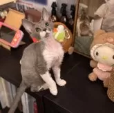 デボンレックス
