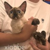 デボンレックス