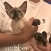 デボンレックス