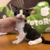 デボンレックス