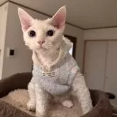 デボンレックス