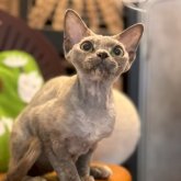 デボンレックス