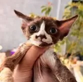 デボンレックス【千葉県・女の子・2025年4月9日・チョコレート&ホワイト】の写真1