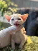 デボンレックス【千葉県・男の子・2025年4月3日・ゴールデンポイントカラー】の写真2