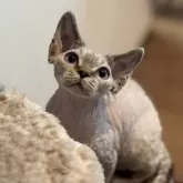 デボンレックス【千葉県・男の子・2025年8月28日・ポイントカラー】の写真4