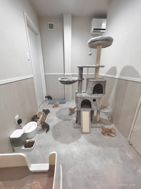 離乳した子たちの子猫部屋です！⭐️｜尼崎　逸輝(あまがさき　いつき)ブリーダー(福岡県・スコティッシュフォールドなど・ICC登録)の紹介写真3