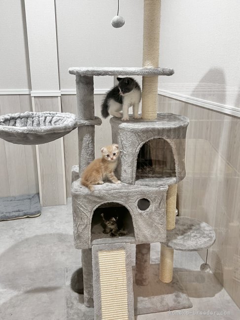 子猫ちゃん達もケージではなくフリーで自由に遊んでます♡｜尼崎　逸輝(あまがさき　いつき)ブリーダー(福岡県・スコティッシュフォールドなど・ICC登録)の紹介写真5