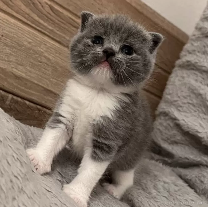 ID：2403-02545の子猫