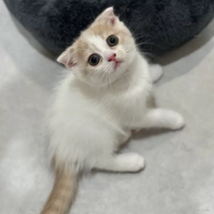 ID:2408-00074の子猫