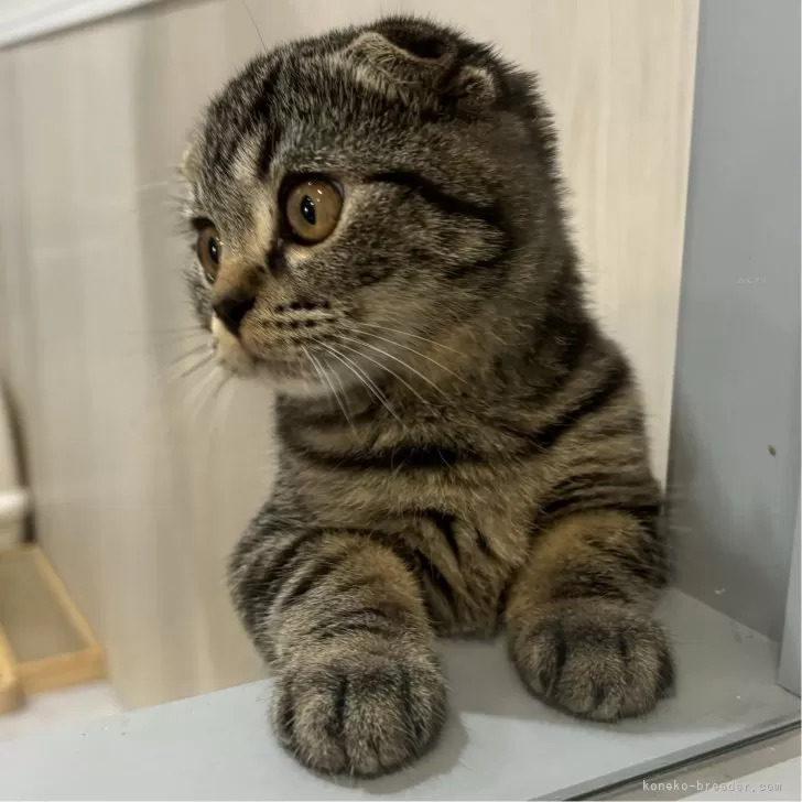 ID:2403-02863の子猫